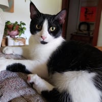 Wren - Photo 2