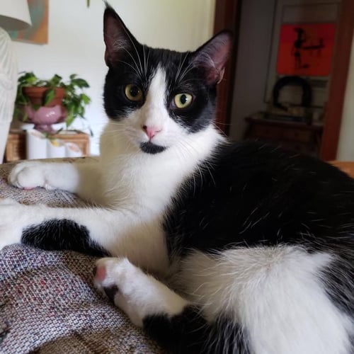 WREN - Domestic Medium Hair available for adoption