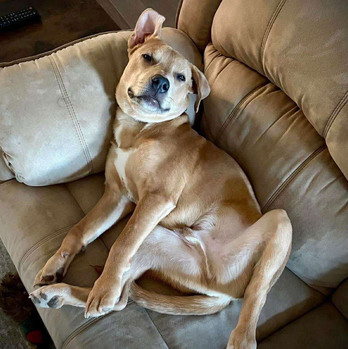 CODY - Labrador Retriever available for adoption