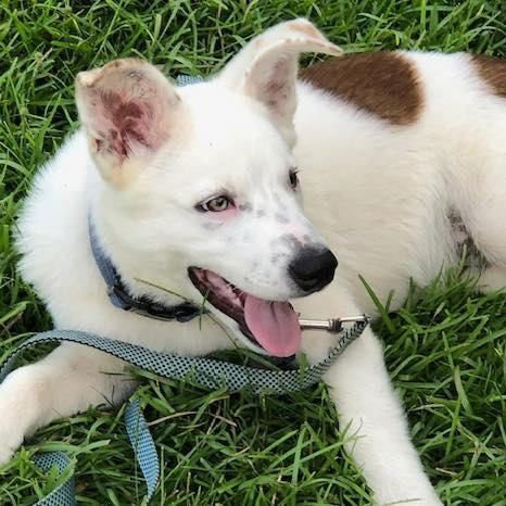 MOROCCO - Australian Cattle Dog/Blue Heeler available for adoption