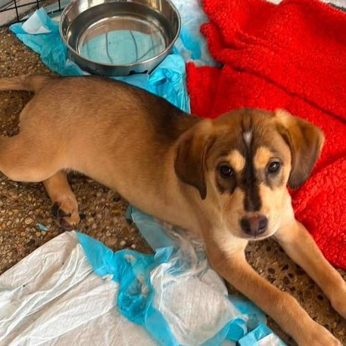 CLEO - Labrador Retriever available for adoption