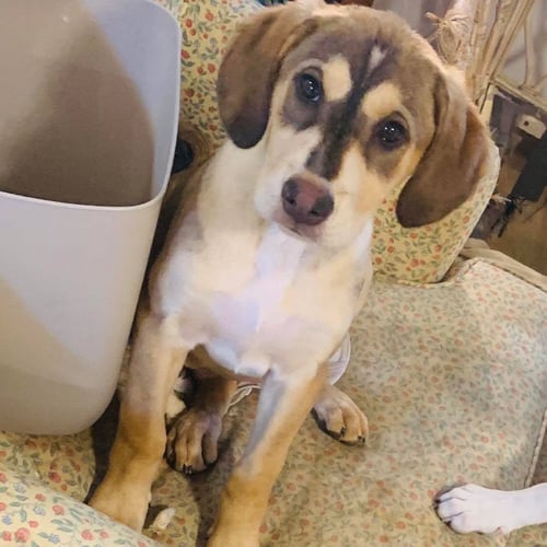 CLEO - Labrador Retriever available for adoption