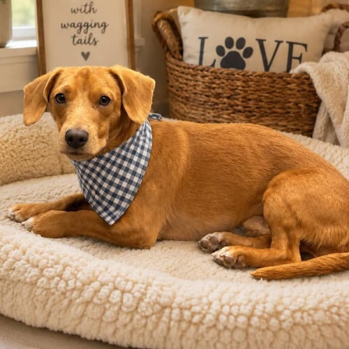 TOBY - Dachshund available for adoption