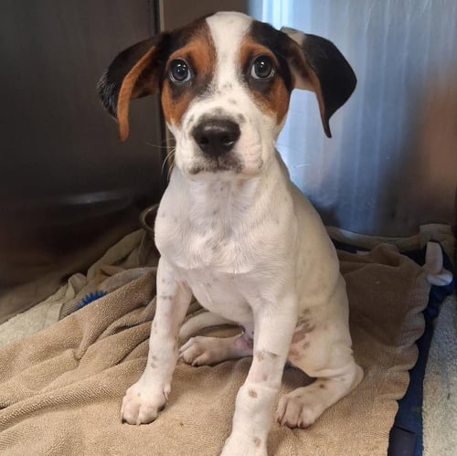 ONIX - Labrador Retriever / Beagle available for adoption