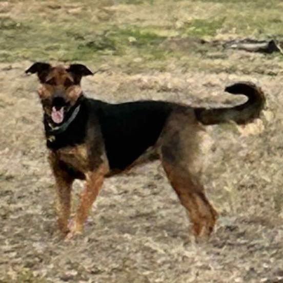 IZZYBELLE - Labrador Retriever / Shepherd available for adoption