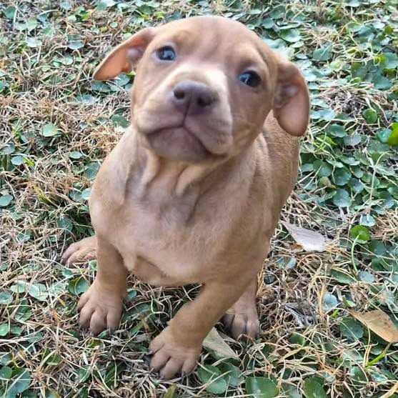 OENNY - Spaniel / Labrador Retriever available for adoption