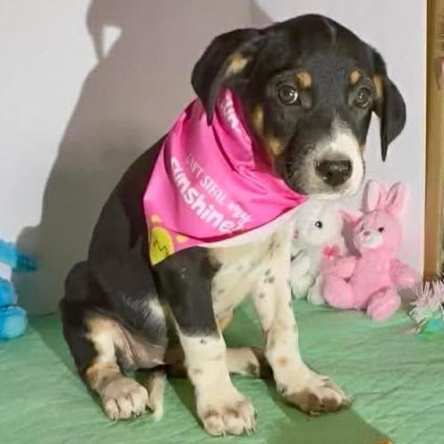 OPAL - Labrador Retriever available for adoption