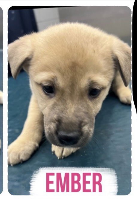 EMBER - Labrador Retriever available for adoption