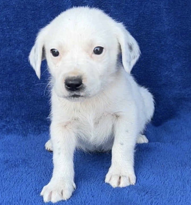 SUTTON - Australian Cattle Dog/Blue Heeler / Black Labrador Retriever available for adoption