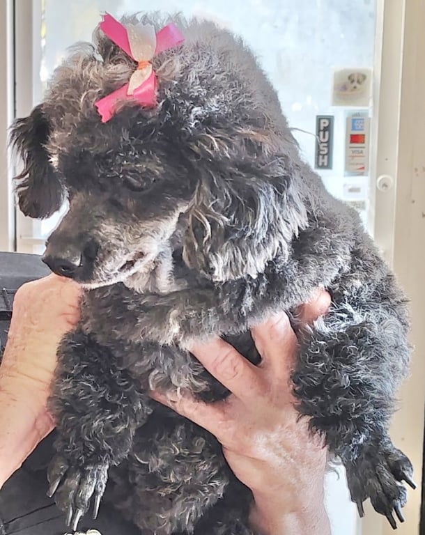 Gracie Lou Image