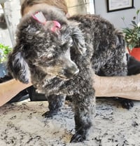 Gracie Lou - Photo 3