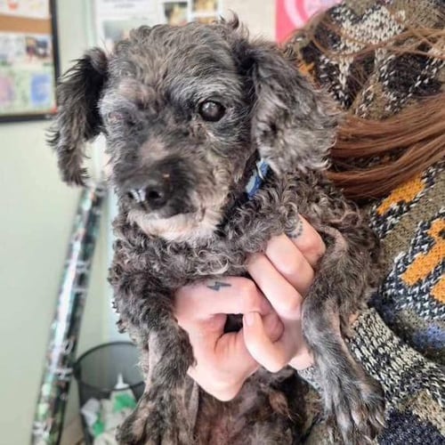 GRACIE LOU - Poodle (T-Cup) available for adoption