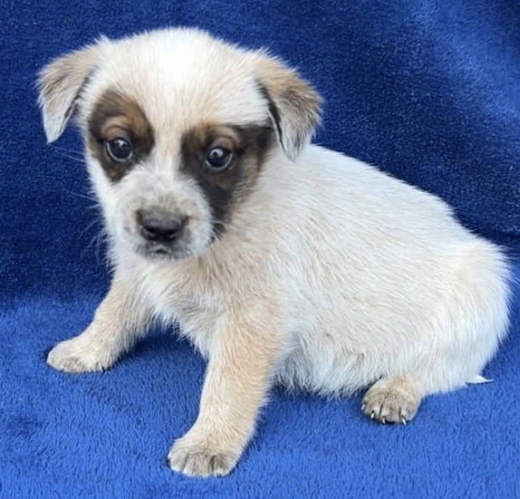 SAWYER - Australian Cattle Dog/Blue Heeler / Black Labrador Retriever available for adoption