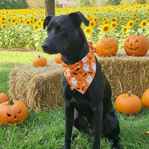 KAYA - Black Labrador Retriever available for adoption