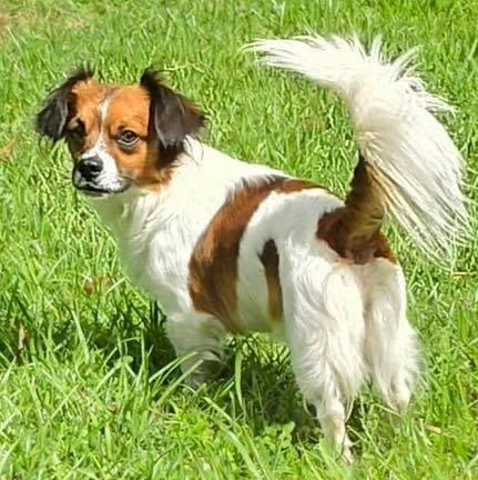 GIZMO