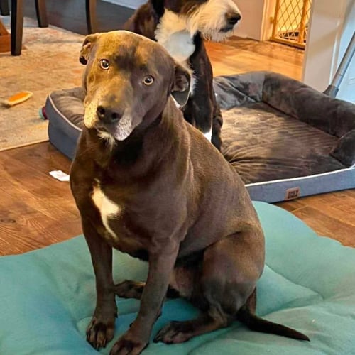 RAYA - Labrador Retriever available for adoption