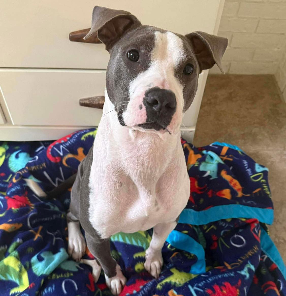 TOBY - American Pit Bull Terrier available for adoption