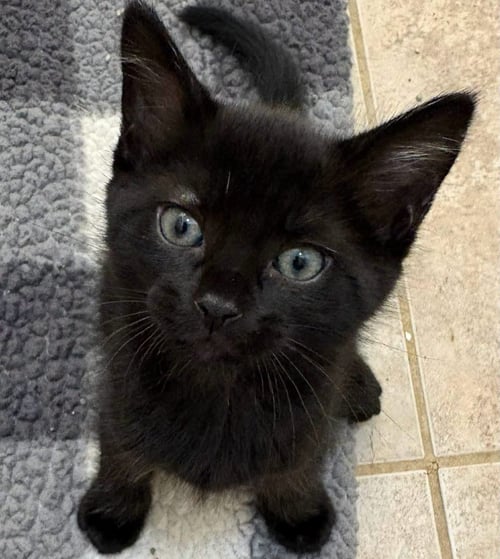 ESPRESSO - Domestic Short Hair available for adoption