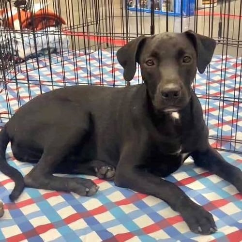 MISSY - Labrador Retriever available for adoption