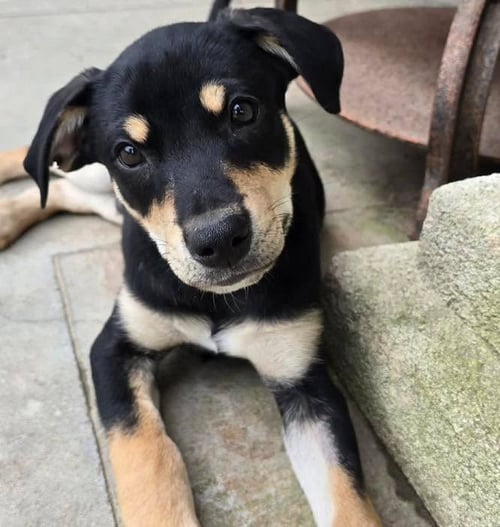OSCAR - Labrador Retriever available for adoption