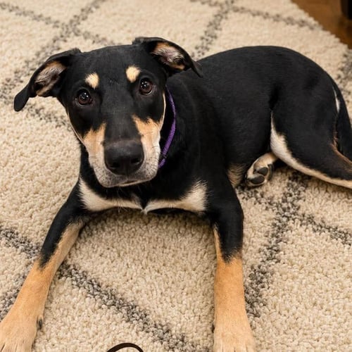 OSCAR - Labrador Retriever available for adoption