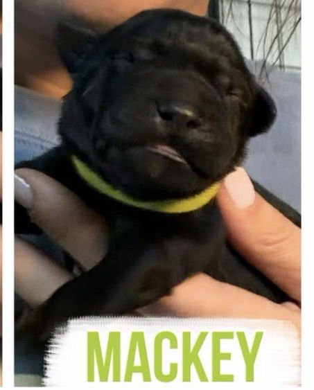 MACKEY - Labrador Retriever available for adoption
