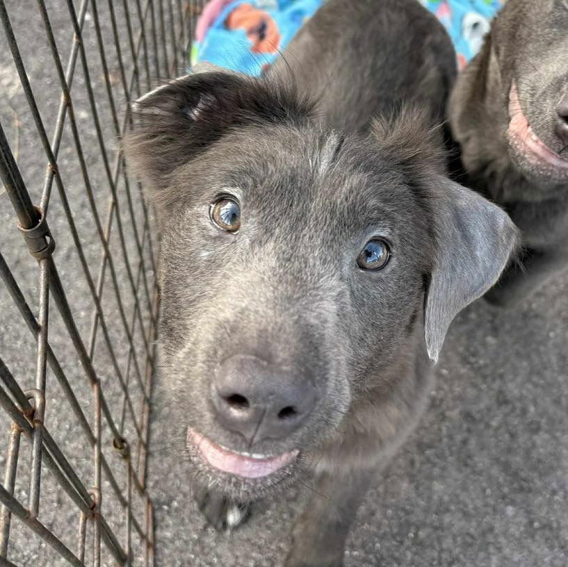 CALI - Labrador Retriever available for adoption