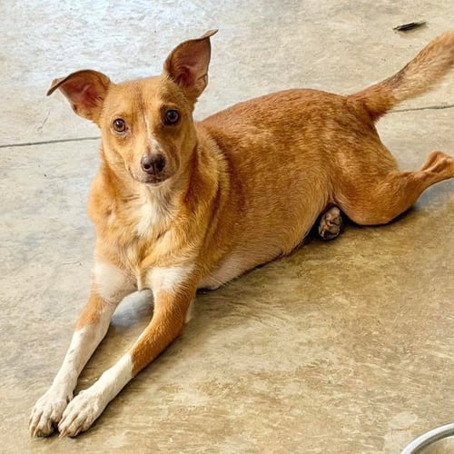 PIXIE - Terrier available for adoption