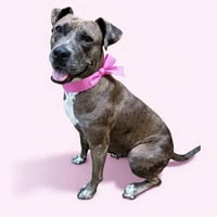 Lainey - Photo 3