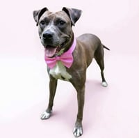 Lainey - Photo 5