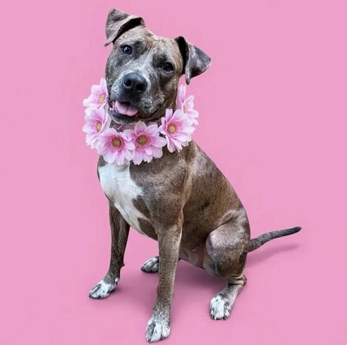 LAINEY - Catahoula Leopard Dog available for adoption