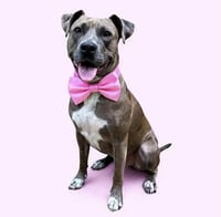 Lainey - Photo 4