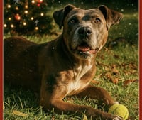 Lainey - Photo 2
