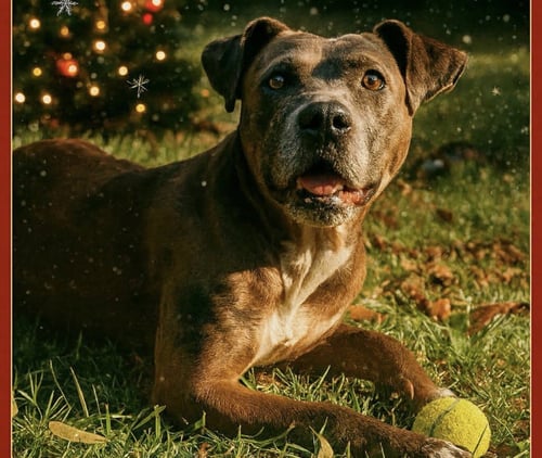 LAINEY - Catahoula Leopard Dog available for adoption