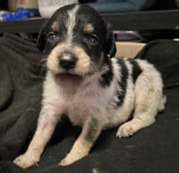 Louie - Photo 4