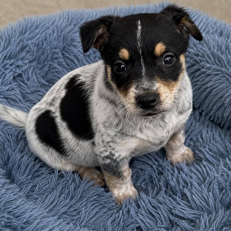 Louie Image