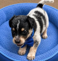 Louie - Photo 3