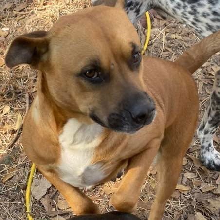 MOMMA - Black Mouth Cur available for adoption