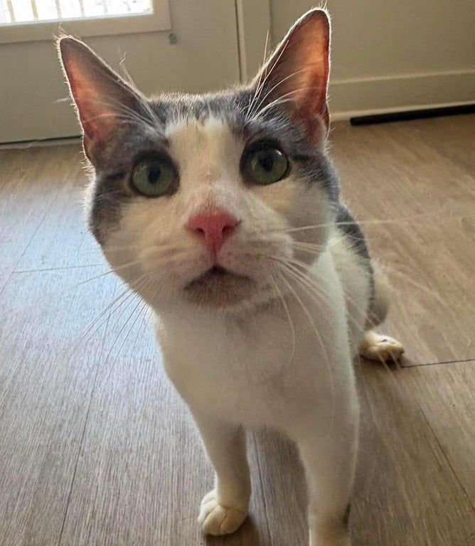 Simon Image
