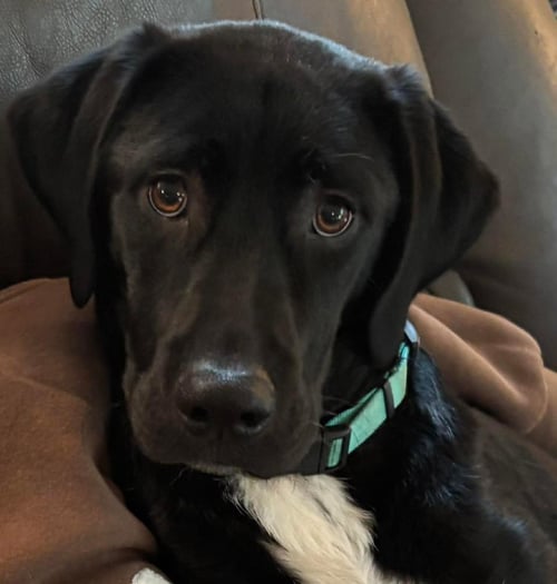 CASS - Labrador Retriever available for adoption