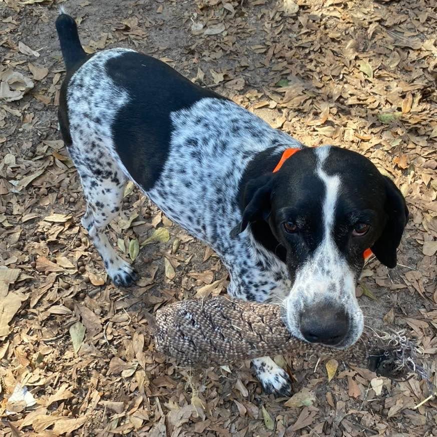 TRIGGER - German Shorthaired Pointer available for adoption