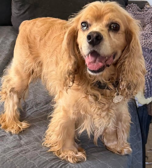 BOOBOO - Cocker Spaniel available for adoption