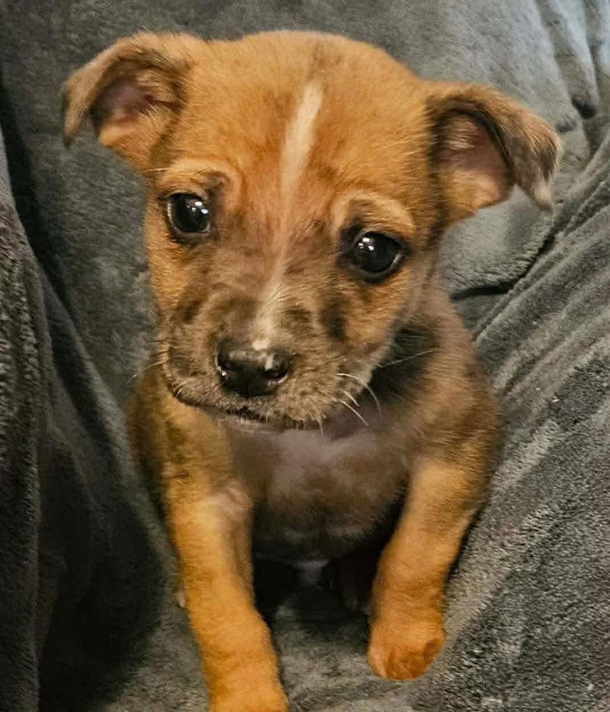 PAPI - Catahoula Leopard Dog / Terrier available for adoption