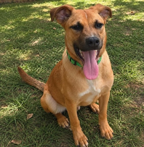 PAPI - Catahoula Leopard Dog / Terrier available for adoption