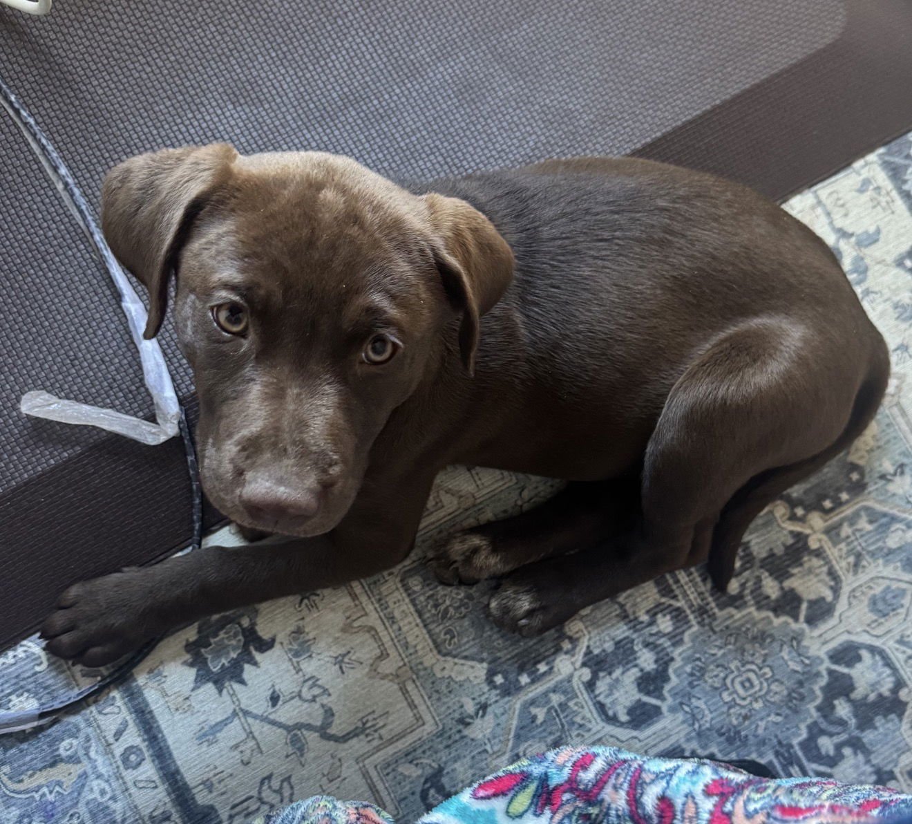 RHEA - Labrador Retriever available for adoption