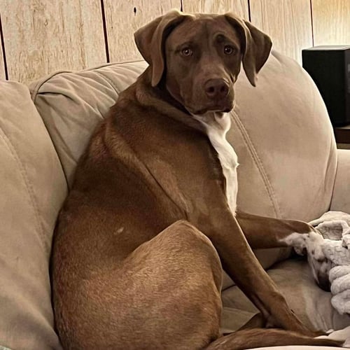 CREW - Labrador Retriever available for adoption