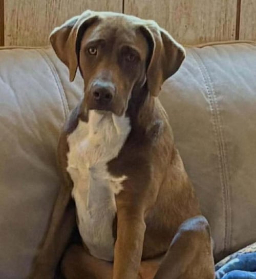 CREW - Labrador Retriever available for adoption