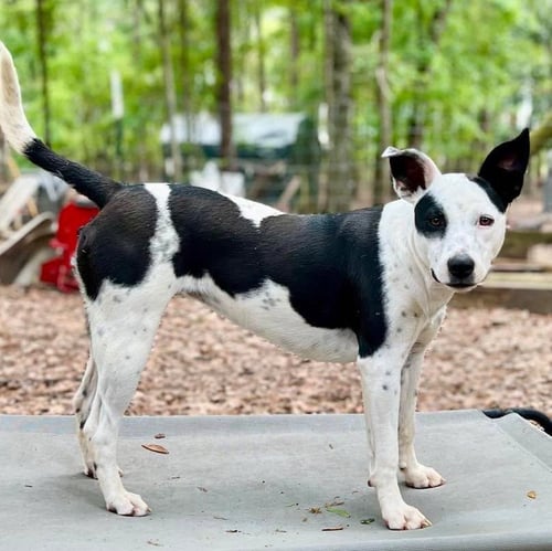 ATHENA - Terrier available for adoption