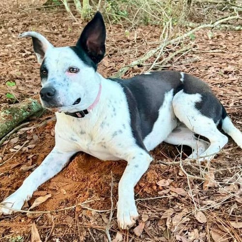 ATHENA - Terrier available for adoption