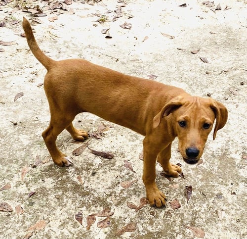 ALVIN - Yellow Labrador Retriever / Redbone Coonhound available for adoption